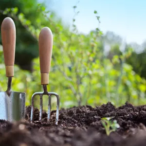 7 Steps to Grow Your Digital Skillset: A Gardening Analogy