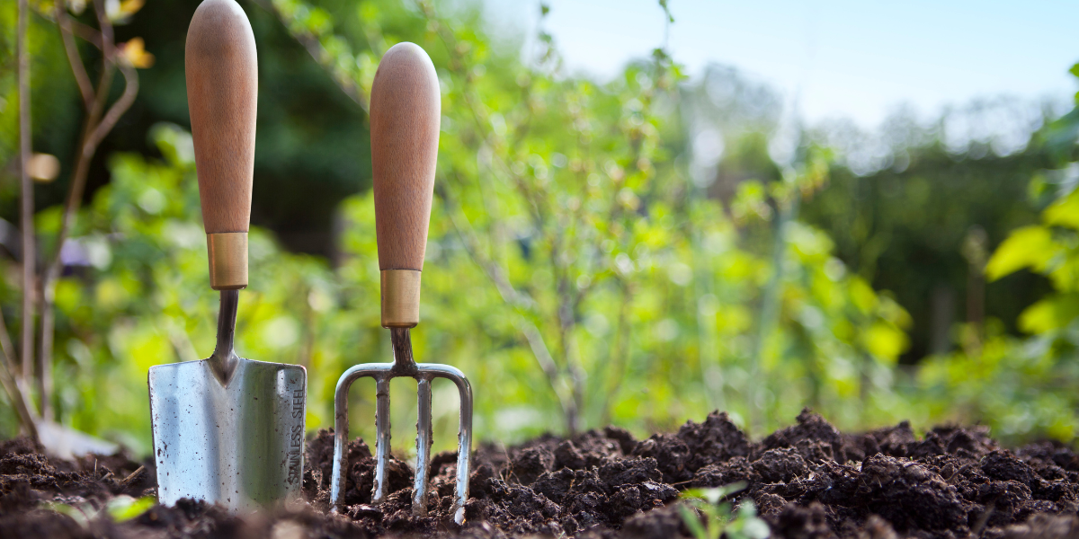 7 Steps to Grow Your Digital Skillset: A Gardening Analogy